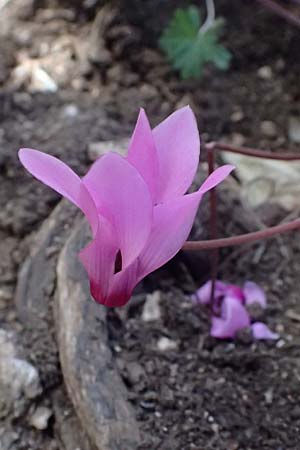 Cyclamen persicum \ Persisches Alpenveilchen / Florist's Cyclamen, Zypern/Cyprus Baths of Aphrodite 27.3.2025