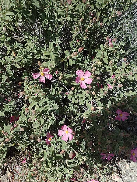 Cistus parviflorus \ Kleinbl&uuml;tige Zistrose / Small-Flowered Rock-Rose, Zypern/Cyprus Baths of Aphrodite 27.3.2025