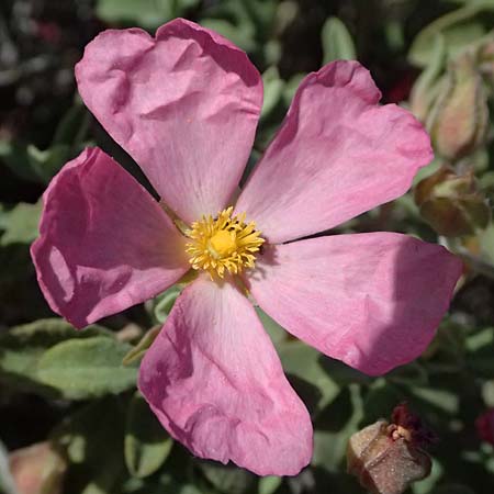 Cistus parviflorus \ Kleinbl&uuml;tige Zistrose / Small-Flowered Rock-Rose, Zypern/Cyprus Baths of Aphrodite 27.3.2025