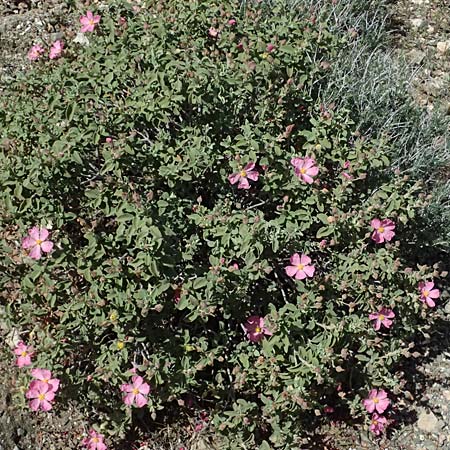 Cistus parviflorus \ Kleinbl&uuml;tige Zistrose / Small-Flowered Rock-Rose, Zypern/Cyprus Baths of Aphrodite 27.3.2025