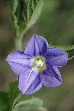 Convolvulus siculus \ Sizilianische Winde / Blue Bindweed, Zypern/Cyprus Prov.  Paphos,  Episkopi 31.3.2025