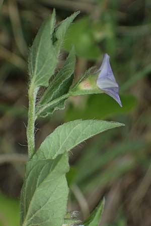 Convolvulus siculus \ Sizilianische Winde / Blue Bindweed, Zypern/Cyprus Prov.  Paphos,  Episkopi 31.3.2025