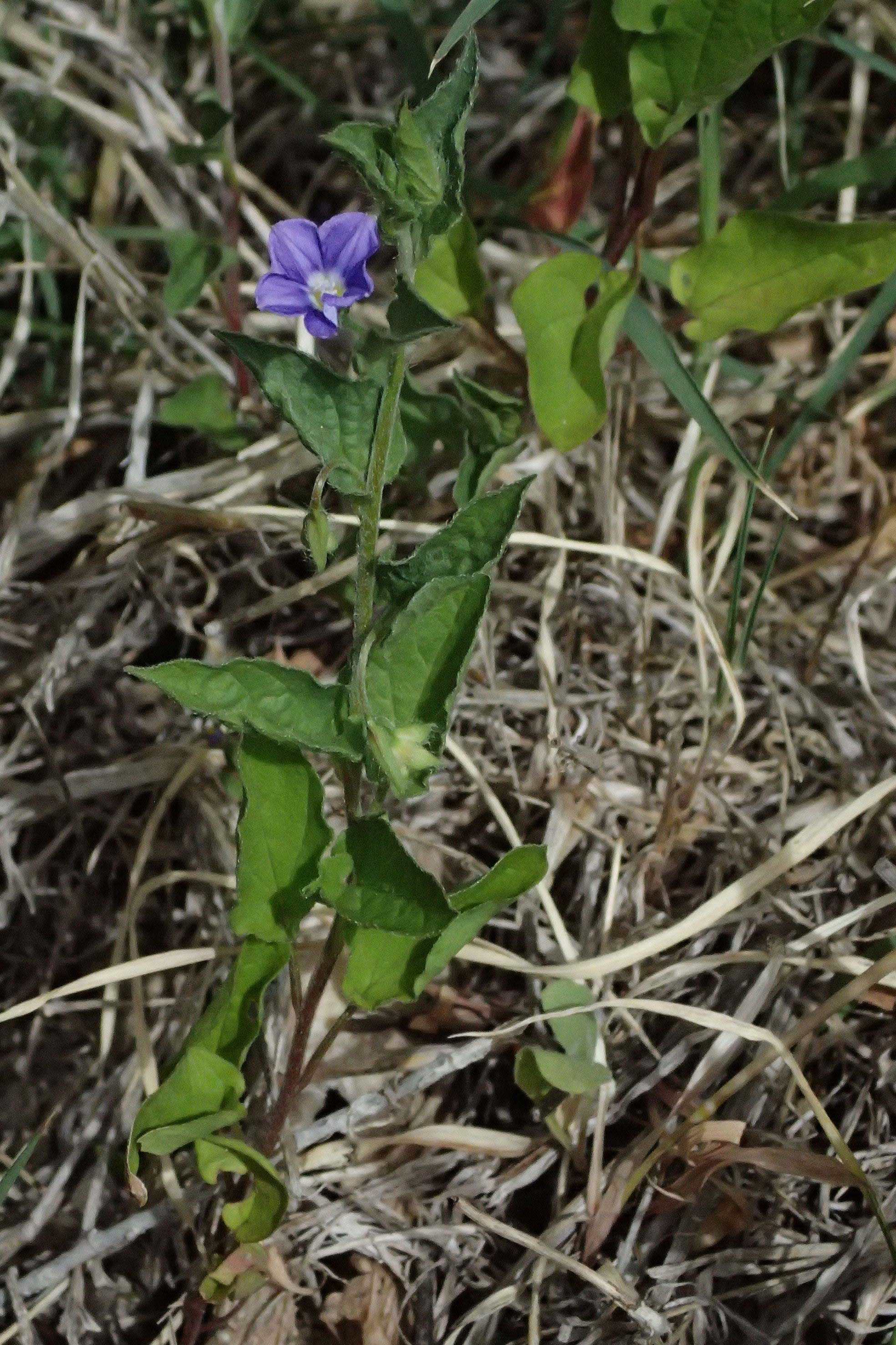 Convolvulus siculus \ Sizilianische Winde / Blue Bindweed, Zypern/Cyprus Prov.  Paphos,  Episkopi 31.3.2025