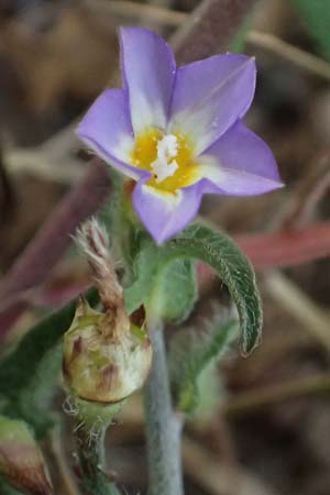 Convolvulus siculus \ Sizilianische Winde / Blue Bindweed, Zypern/Cyprus Prov.  Paphos,  Episkopi 31.3.2025