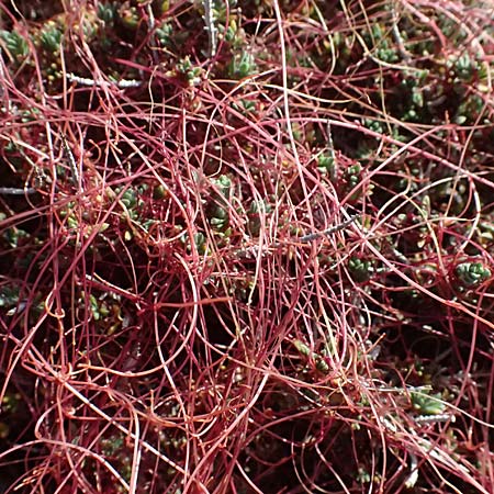 Cuscuta palaestina \ Pal&auml;stina-Seide / Palestine Dodder, Zypern/Cyprus Akrotiri 23.3.2025