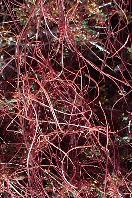 Cuscuta palaestina \ Pal&auml;stina-Seide / Palestine Dodder, Zypern/Cyprus Akrotiri 23.3.2025