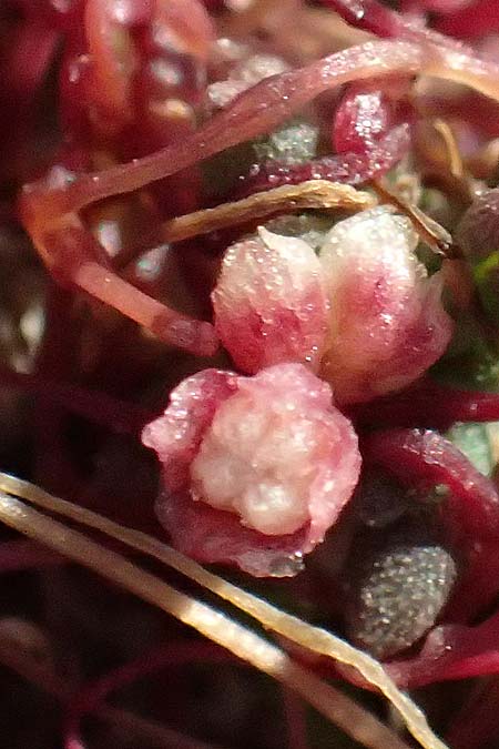 Cuscuta palaestina \ Pal&auml;stina-Seide / Palestine Dodder, Zypern/Cyprus Akrotiri 23.3.2025