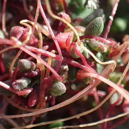 Cuscuta palaestina \ Pal&auml;stina-Seide / Palestine Dodder, Zypern/Cyprus Akrotiri 23.3.2025