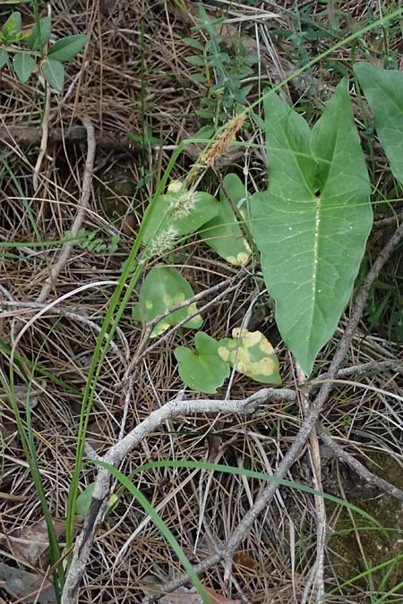 Carex flacca subsp. erythrostachys \ Ges&auml;gte Blau-Segge / Glaucous Sedge, Zypern/Cyprus Kato Archimandrita 1.4.2025