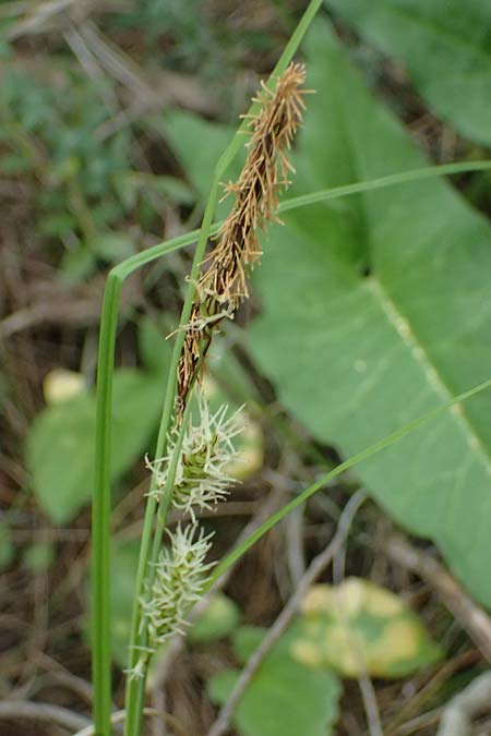 Carex flacca subsp. erythrostachys \ Ges&auml;gte Blau-Segge / Glaucous Sedge, Zypern/Cyprus Kato Archimandrita 1.4.2025