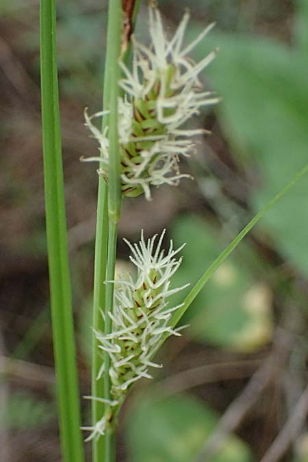 Carex flacca subsp. erythrostachys \ Ges&auml;gte Blau-Segge / Glaucous Sedge, Zypern/Cyprus Kato Archimandrita 1.4.2025
