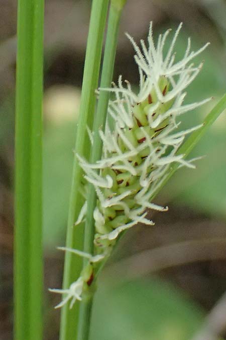 Carex flacca subsp. erythrostachys \ Ges&auml;gte Blau-Segge / Glaucous Sedge, Zypern/Cyprus Kato Archimandrita 1.4.2025