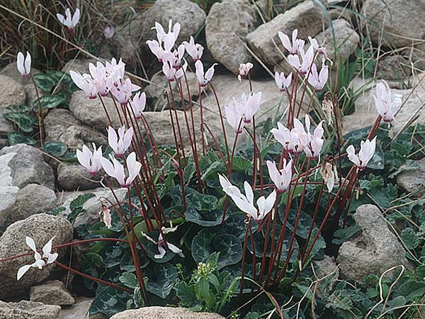 Cyclamen persicum \ Persisches Alpenveilchen / Florist's Cyclamen, Zypern/Cyprus Paphos 6.1.1997
