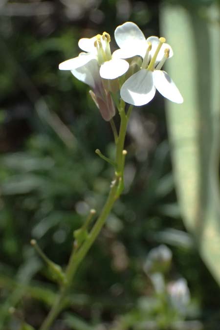 Didesmus aegyptius \ Didesmus / Didesmus, Athalassa March Flower, Zypern/Cyprus Baths of Aphrodite 27.3.2025