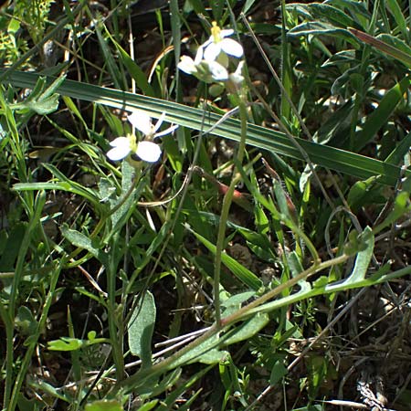 Didesmus aegyptius \ Didesmus / Didesmus, Athalassa March Flower, Zypern/Cyprus Baths of Aphrodite 27.3.2025