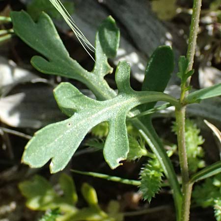 Didesmus aegyptius \ Didesmus / Didesmus, Athalassa March Flower, Zypern/Cyprus Baths of Aphrodite 27.3.2025