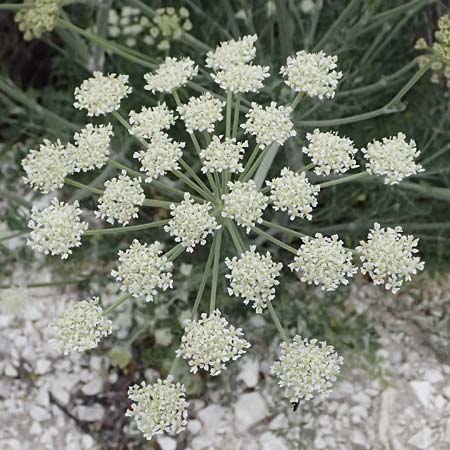 Zosima absinthifolia \ Zosima / Desert Zozima, Zypern/Cyprus Tochni 21.3.2025
