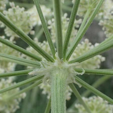 Zosima absinthifolia \ Zosima / Desert Zozima, Zypern/Cyprus Tochni 21.3.2025
