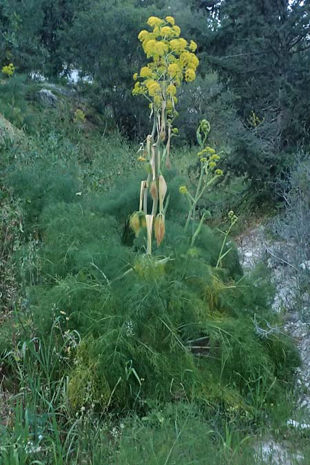 Ferula communis \ Riesen-Fenchel, Gemeines Rutenkraut / Giant Fennel, Zypern/Cyprus Kato Drys 21.3.2025