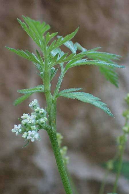 Torilis nodosa \ Knotiger Klettenkerbel / Knotted Hedge Parsley, Zypern/Cyprus Avakas Gorge 22.3.2025
