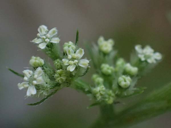Torilis nodosa \ Knotiger Klettenkerbel / Knotted Hedge Parsley, Zypern/Cyprus Avakas Gorge 22.3.2025