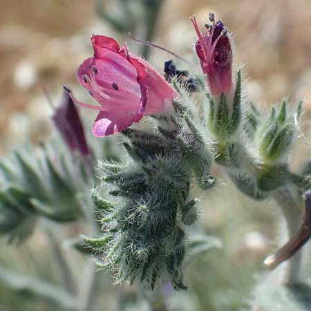 Echium angustifolium \ Schmalbl&auml;ttiger Natternkopf / Hispid Viper's Bugloss, Zypern/Cyprus Kourion 29.3.2025