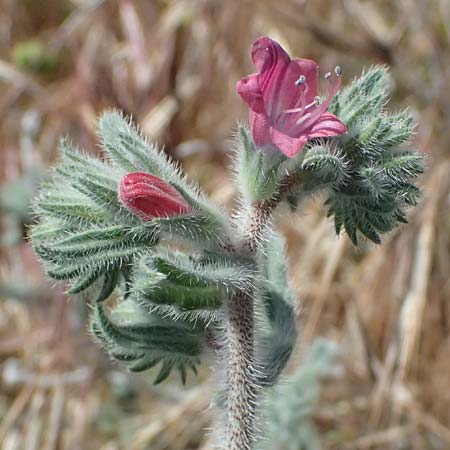 Echium angustifolium \ Schmalbl&auml;ttiger Natternkopf / Hispid Viper's Bugloss, Zypern/Cyprus Kourion 29.3.2025