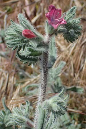Echium angustifolium \ Schmalbl&auml;ttiger Natternkopf / Hispid Viper's Bugloss, Zypern/Cyprus Kourion 29.3.2025