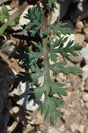 Erodium cicutarium \ Gew�hnlicher Reiherschnabel / Common Crane's-Bill, Philary, Zypern/Cyprus Episkopi 23.3.2025