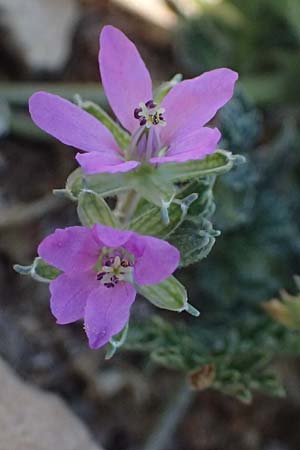 Erodium cicutarium \ Gew�hnlicher Reiherschnabel / Common Crane's-Bill, Philary, Zypern/Cyprus Episkopi 23.3.2025