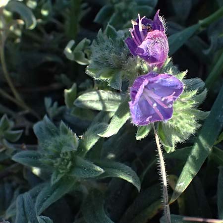 Echium arenarium \ Sand-Natternkopf / Coastal Viper's Bugloss, Zypern/Cyprus Akrotiri 23.3.2025