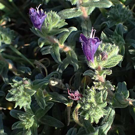 Echium arenarium \ Sand-Natternkopf / Coastal Viper's Bugloss, Zypern/Cyprus Akrotiri 23.3.2025