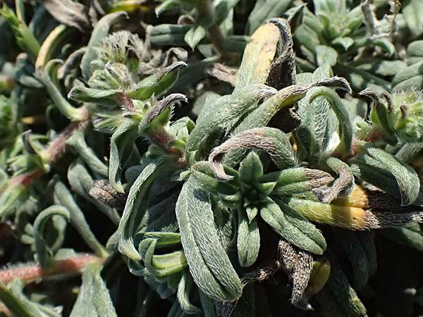 Echium arenarium \ Sand-Natternkopf / Coastal Viper's Bugloss, Zypern/Cyprus Akrotiri 23.3.2025