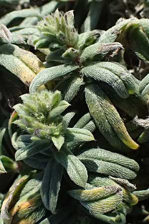 Echium arenarium \ Sand-Natternkopf / Coastal Viper's Bugloss, Zypern/Cyprus Akrotiri 23.3.2025