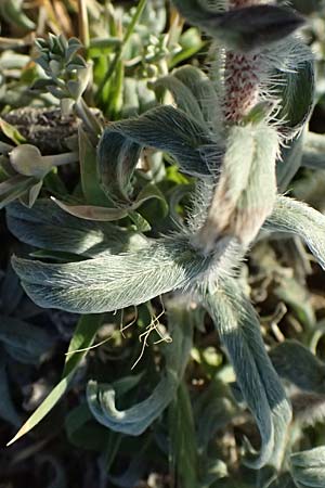 Echium arenarium \ Sand-Natternkopf / Coastal Viper's Bugloss, Zypern/Cyprus Akrotiri 23.3.2025