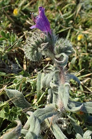 Echium arenarium \ Sand-Natternkopf / Coastal Viper's Bugloss, Zypern/Cyprus Akrotiri 23.3.2025