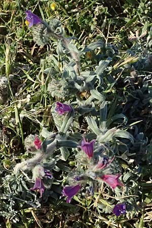 Echium arenarium \ Sand-Natternkopf / Coastal Viper's Bugloss, Zypern/Cyprus Akrotiri 23.3.2025