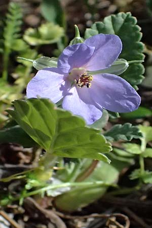 Erodium gruinum \ Reiherschnabel / Iranian Crane's-Bill, Zypern/Cyprus Akamas, Neo Chorio 20.3.2025