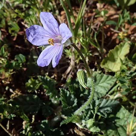 Erodium gruinum \ Reiherschnabel / Iranian Crane's-Bill, Zypern/Cyprus Akamas, Neo Chorio 20.3.2025