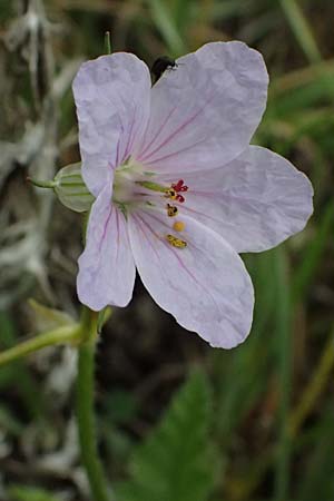 Erodium gruinum \ Reiherschnabel / Iranian Crane's-Bill, Zypern/Cyprus Kato Archimandrita 1.4.2025