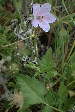 Erodium gruinum \ Reiherschnabel / Iranian Crane's-Bill, Zypern/Cyprus Kato Archimandrita 1.4.2025