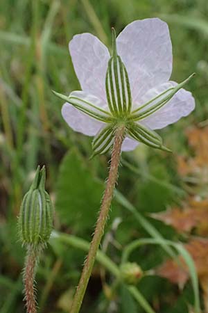 Erodium gruinum \ Reiherschnabel / Iranian Crane's-Bill, Zypern/Cyprus Kato Archimandrita 1.4.2025