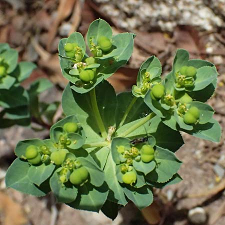 Euphorbia helioscopia \ Sonnwend-Wolfsmilch, Sonnen-Wolfsmilch / Sun Spurge, Zypern/Cyprus Prov. Paphos, Episkopi 31.3.2025