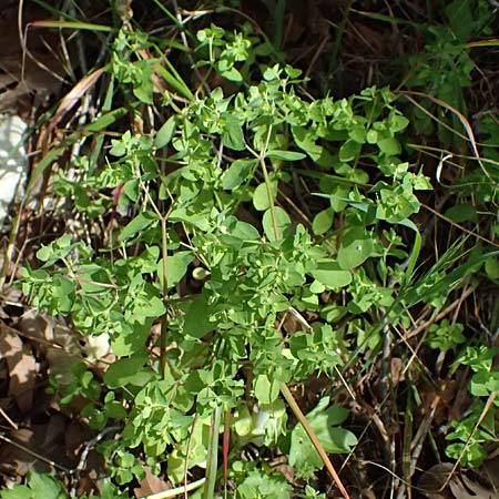 Euphorbia peplus \ Garten-Wolfsmilch / Petty Spurge, Zypern/Cyprus Prov. Paphos, Episkopi 31.3.2025 Euphorbia peplus \ Garten-Wolfsmilch / Petty Spurge, Zypern/Cyprus Prov. Paphos, Episkopi 31.3.2025