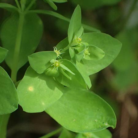 Euphorbia peplus \ Garten-Wolfsmilch / Petty Spurge, Zypern/Cyprus Prov. Paphos, Episkopi 31.3.2025 Euphorbia peplus \ Garten-Wolfsmilch / Petty Spurge, Zypern/Cyprus Prov. Paphos, Episkopi 31.3.2025