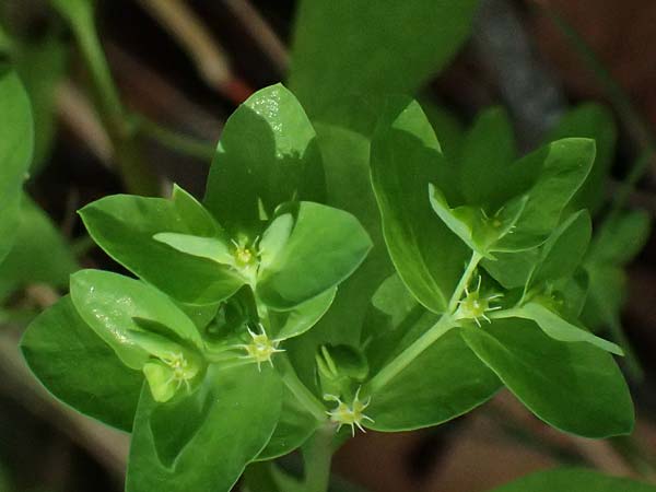 Euphorbia peplus \ Garten-Wolfsmilch / Petty Spurge, Zypern/Cyprus Prov. Paphos, Episkopi 31.3.2025 Euphorbia peplus \ Garten-Wolfsmilch / Petty Spurge, Zypern/Cyprus Prov. Paphos, Episkopi 31.3.2025