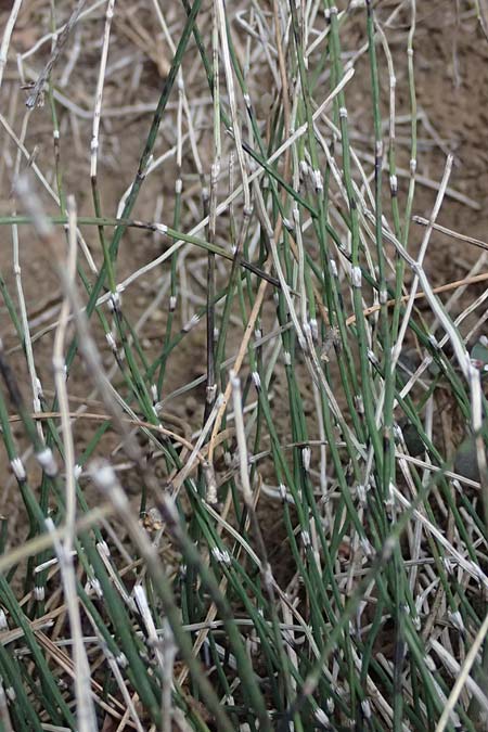 Equisetum ramosissimum \ stiger Schachtelhalm / Branched Horsetail, Zypern/Cyprus Platres 28.3.2025