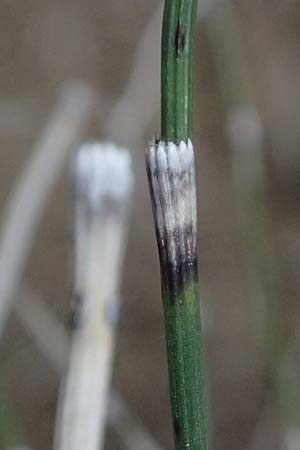 Equisetum ramosissimum \ stiger Schachtelhalm / Branched Horsetail, Zypern/Cyprus Platres 28.3.2025