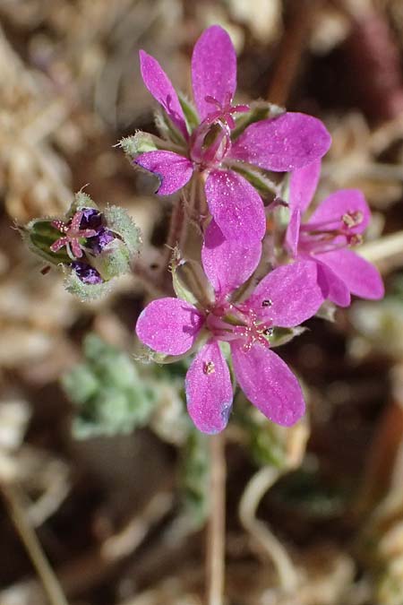 Erodium cicutarium \ Gew�hnlicher Reiherschnabel / Common Crane's-Bill, Philary, Zypern/Cyprus Petra tou Romiou 30.3.2025