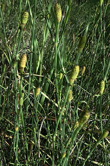 Equisetum ramosissimum \ stiger Schachtelhalm / Branched Horsetail, Zypern/Cyprus Prov. Paphos, Episkopi 31.3.2025